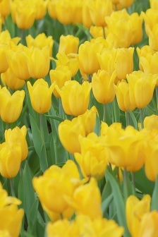 Yellow tulips mobile wallpaper