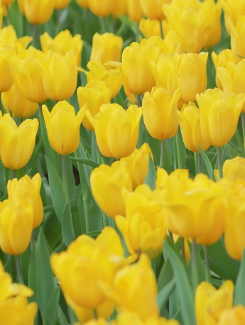 黃色鬱金香手機壁紙