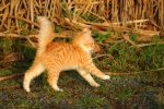 Cat running on the grass picture wallpaper