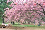 May 2022 pink cherry blossom desktop calendar wallpaper