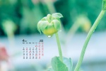 2022年4月护眼植物花卉桌面日历壁纸