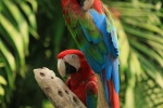 Colorful macaw pictures