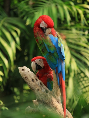 Colorful macaw pictures