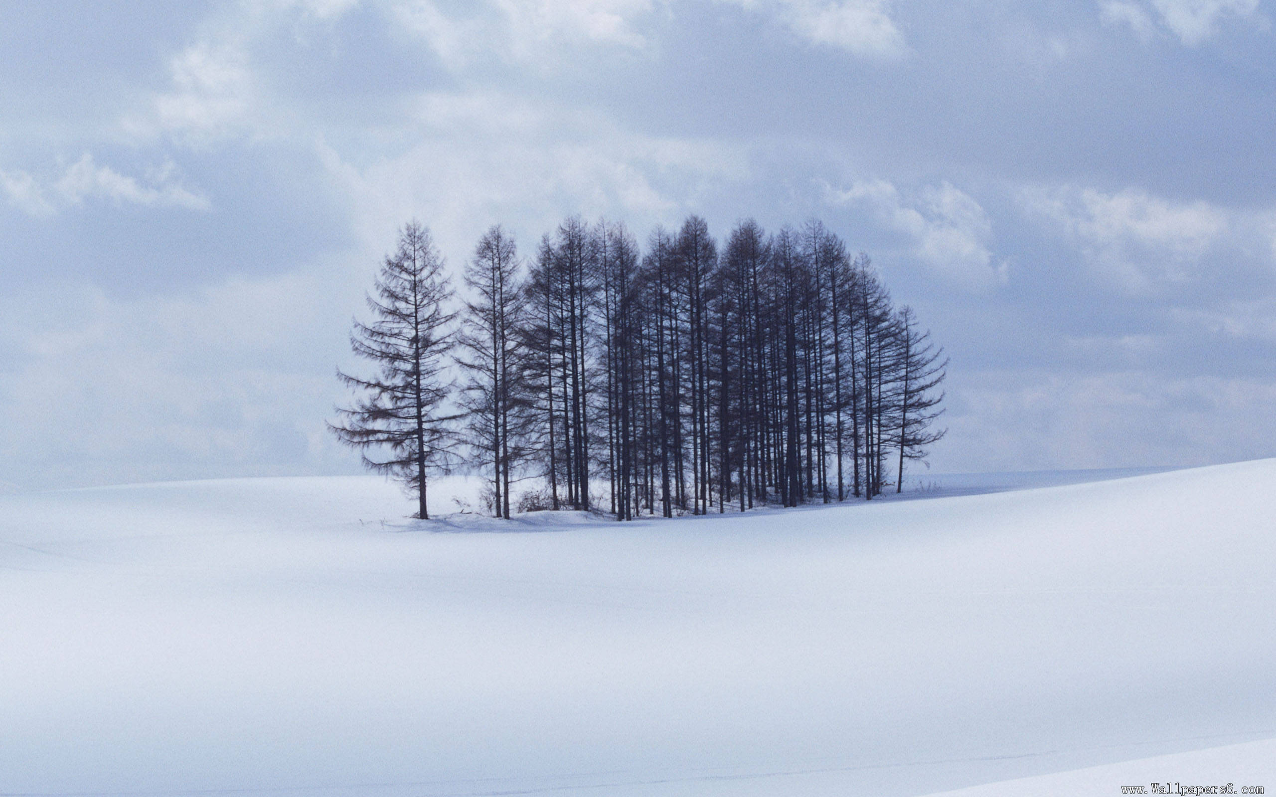 小雪节气之雪花美景图片壁纸