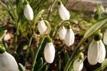 HD snowdrop pictures desktop wallpaper