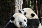 Pictures of China's national treasure giant panda