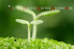 Fresh eye-protecting desktop calendar wallpaper for August 2021