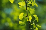 Fresh and beautiful ginkgo tree pictures