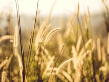 秋天的狗尾巴草