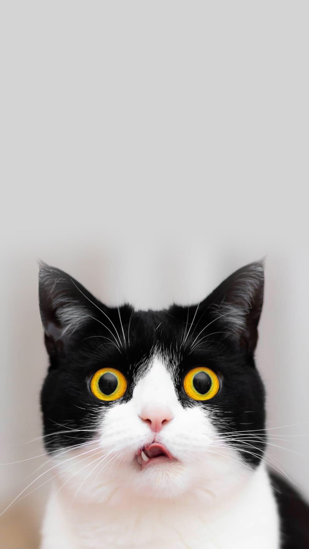 可爱宠物猫咪手机壁纸