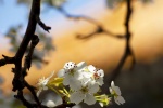 Spring pear blossom pictures