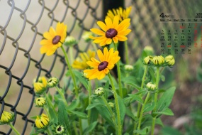 2021年4月護眼綠色花卉桌麵日曆壁紙
