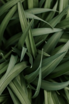 Eye-protecting green leafy plant mobile wallpaper