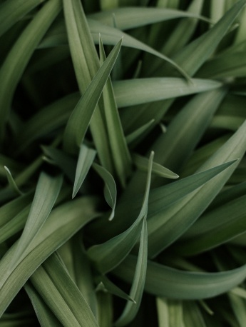 護眼綠葉植物手機壁紙