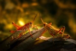 Brown grasshopper picture desktop wallpaper