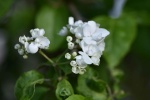 White as Jade Qionghua Macro Photography Picture Desktop Wallpaper