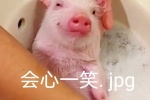 Collection of cute pig related emoticons