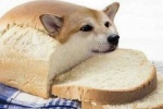 Bread dog sausage dog couple avatar
