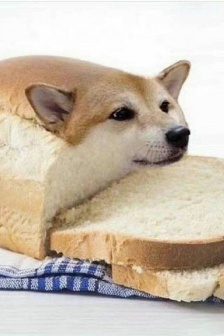 Bread dog sausage dog couple avatar