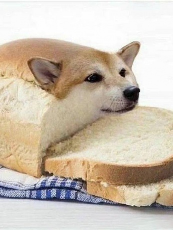 Bread dog sausage dog couple avatar