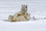 polar bear pictures