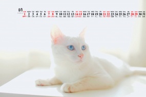 June 2021 Cute Pet Desktop Calendar Wallpaper