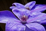 HD clematis pictures