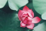 Lotus photography material HD desktop wallpaper