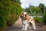 King Charles Spaniel Pictures