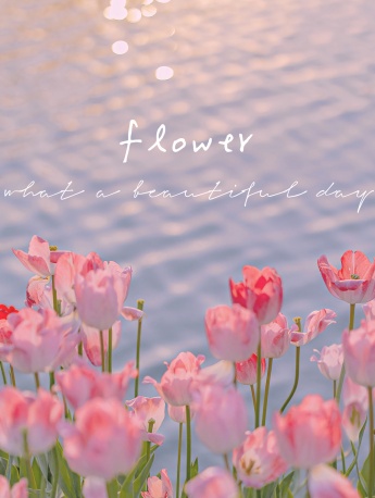 粉色郁金香图片手机壁纸