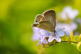 Butterfly on flower stamen picture desktop wallpaper