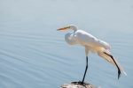 egret pictures birds egret pictures