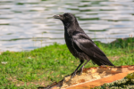 Picture of crow with jet black feathers
