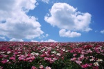 Blue sky and white clouds scenery desktop wallpaper pictures series 1