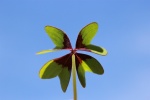 green four leaf clover pictures