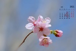 April 2021 cherry blossom pictures desktop calendar wallpaper