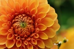 HD dahlia pictures