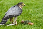 Peregrine Falcon Picture Desktop Wallpaper