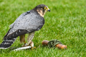 游隼图片桌面壁纸