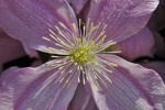 HD clematis pictures