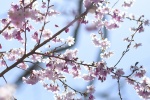 HD cherry blossom photography pictures desktop wallpaper