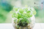 2022年4月绿色护眼小清新电脑日历壁纸