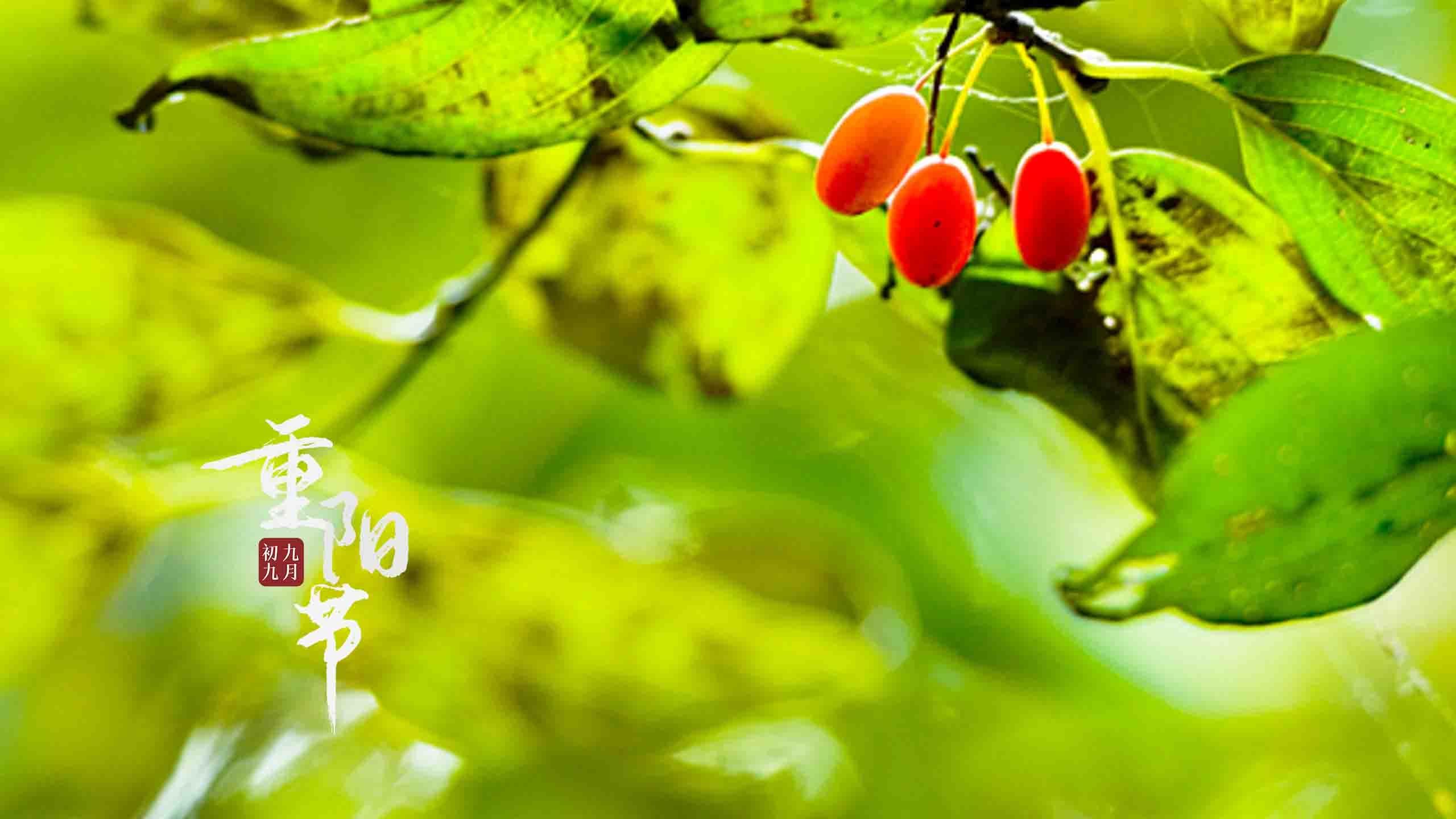 重阳节山茱萸图片桌面壁纸