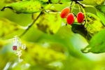 Double Ninth Festival dogwood picture desktop wallpaper