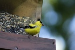 Small and cute goldfinch pictures