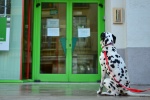 Dalmatian dog pictures