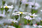 May 2022 Beginning of Summer Desktop Calendar Wallpaper