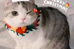 Soft cute cat Christmas themed avatar