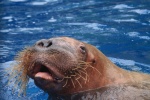 HD walrus pictures