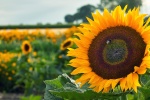 Golden sunflower pictures desktop wallpaper